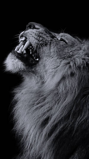 Fondo de pantalla de león en escala de grises para iPhone en negro