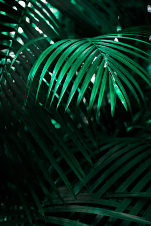 planta de hojas verdes lineales — iPhone 12 Fondos de pantalla