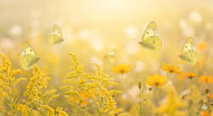 Abstracto Amarillo, Mariposa, Mariposas Azufre Nublado