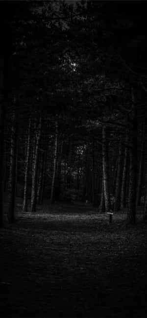 4K oscuro, estética de bosque oscuro, abstracto oscuro, bosque oscuro