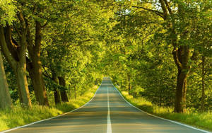 Fondo de pantalla HD de carretera con árboles