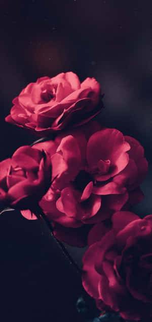 Fondo de pantalla Galaxy S10 Plus — Galaxy s10 GIF Fondos de pantalla