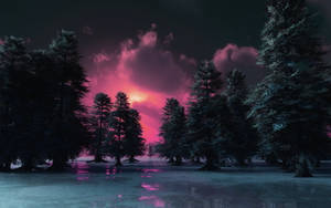 Bosque Oscuro al Atardecer para Escritorio — Bosque oscuro Fondos de pantalla