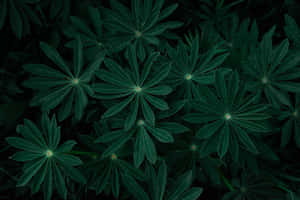 Fondo Verde Oscuro — Verde oscuro aesthetic Fondos de pantalla
