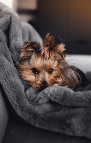 Descarga nuestra foto gratuita de la Yorkshire Terrier Jessie dando su mirada linda — Perro Fondos de pantalla