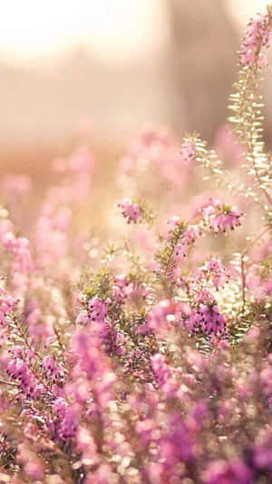 Fondo de pantalla Flor Teléfono 1080 x 1920 — Flor Teléfono Fondos de pantalla