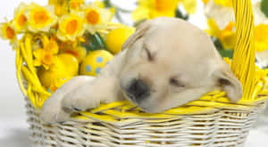 Fondo de Pascua Tierno con Conejito Adorable y Huevos Pastel