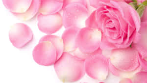 Fondo de Rosas Rosadas — Estética rosa Fondos de pantalla