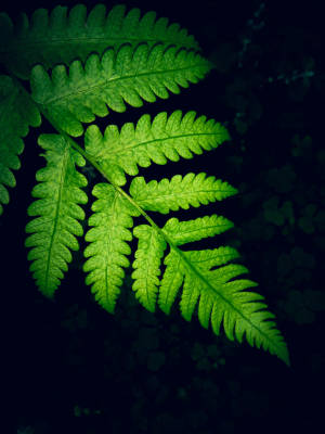 Fondo de Samsung M21 con helecho