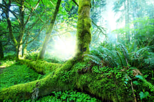 Fondo de Selva Tropical — MacBook Pro 14 Fondos de pantalla