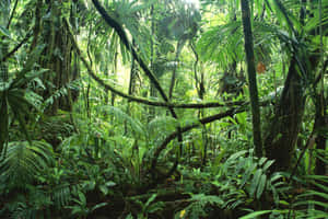Fondo de selva tropical — MacBook Air 13 Fondos de pantalla