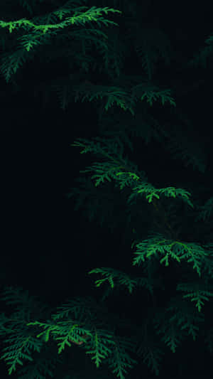 Fondo Degradado Estético Verde Oscuro Encantador — Verde oscuro aesthetic Fondos de pantalla