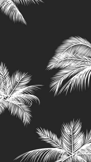iPhone estético blanco y negro — Floral iPhone Fondos de pantalla