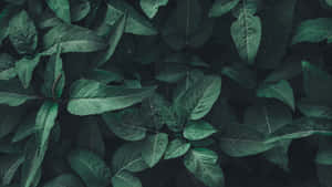 Fondo estético de bosque verde oscuro — Verde oscuro Fondos de pantalla