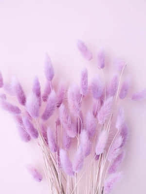 Fondo Estético en Púrpura Pastel Lavanda — Estética lavanda Fondos de pantalla