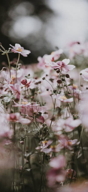 Fondo estético iPhone X Flores Rosas — Estético para iPhone Fondos de pantalla