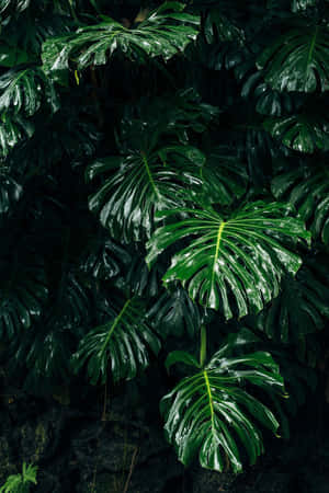 Fondo Estético Verde Oscuro Encantador — Verde oscuro aesthetic Fondos de pantalla