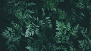 Fondo estético verde oscuro inspirado en la naturaleza — Verde oscuro Fondos de pantalla