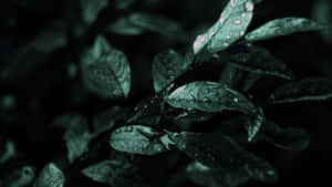 Fondo estético verde oscuro — Verde oscuro aesthetic Fondos de pantalla