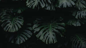 Fondo Estético Verde Oscuro Enigmático — Verde oscuro aesthetic Fondos de pantalla