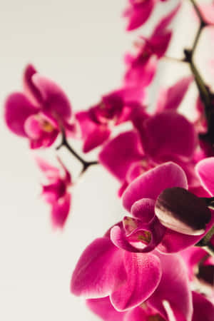 Fondo Floral Impresionante para Teléfono — Flor Teléfono Fondos de pantalla
