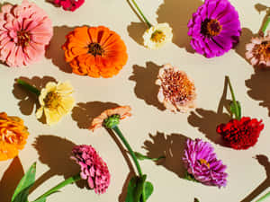 Fondo Floral — Floral Fondos de pantalla