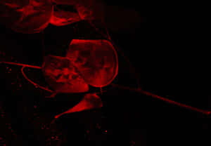 Fondo Floral Oscuro en Floración Misteriosa — Floral oscuro Fondos de pantalla