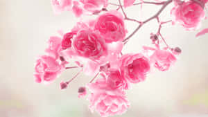 Fondo Floral Rosa
