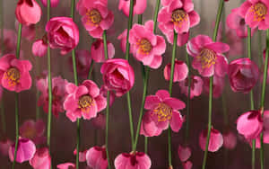 Fondo Floral Rosa