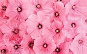 Fondo Floral Rosa