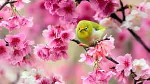 Fondo Floral Rosa