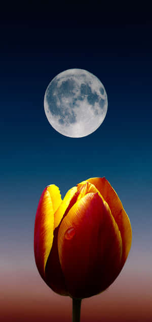Fondo Galaxy S10 Plus — Galaxy s10 GIF Fondos de pantalla