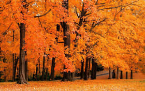 Fondo lindo de otoño
