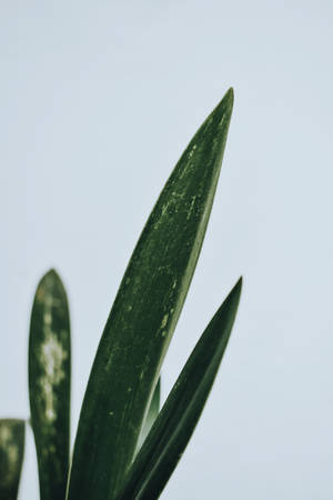 Fondo Minimalista Verde — Estética minimalista Fondos de pantalla
