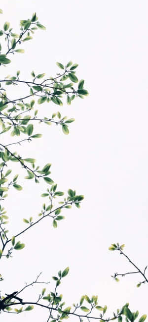 Fondo minimalista para iPhone X — iPhone 15 Fondos de pantalla