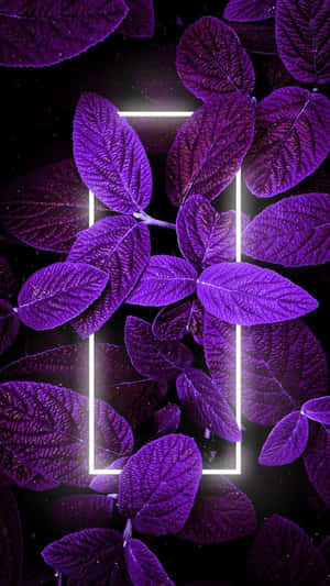 Imágenes estéticas moradas — Púrpura oscuro aesthetic Fondos de pantalla