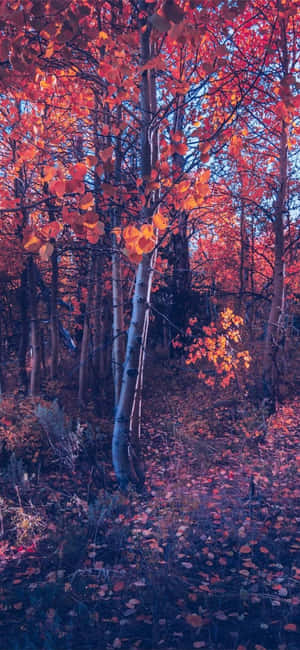 Iphone Otoño Estético Bosque de Árboles Naranjas — Vivo X500 Pro Fondos de pantalla