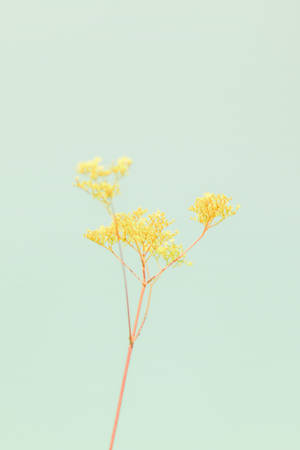 Fondo pastel amarillo y verde con flores para iPhone — Floral iPhone Fondos de pantalla
