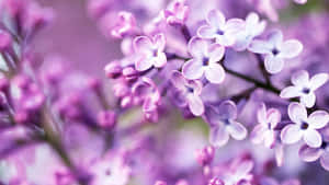 Fondo Púrpura Pastel — Morado pastel Fondos de pantalla