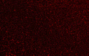 Fondo Rojo Oscuro — Rojo oscuro Fondos de pantalla