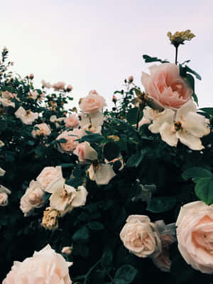 Imágenes estéticas de rosa claro — Rosa claro estético Fondos de pantalla