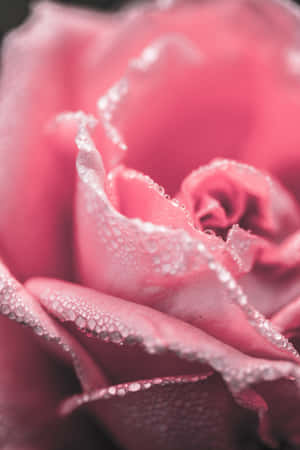 fondo rosa pálido — Rosa aesthetic Fondos de pantalla