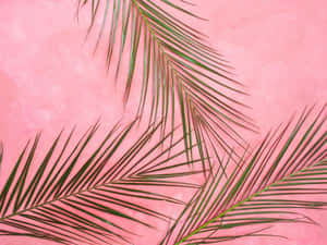 Fondo rosa pastel — Rosa pastel Fondos de pantalla