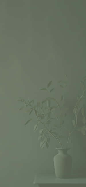 Fondo Verde Salvia — IQOO Fondos de pantalla