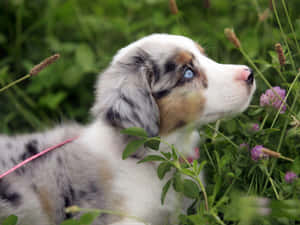 Fotos de cachorros de pastor australiano — Cachorro lindo Fondos de pantalla