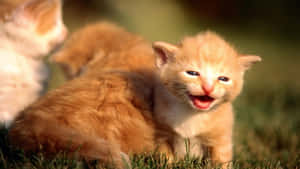 Fotos de gatos lindos — Gato Lindo Fondos de pantalla