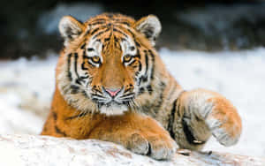 Fotos de Tigres Tiernos — Tigre Fondos de pantalla