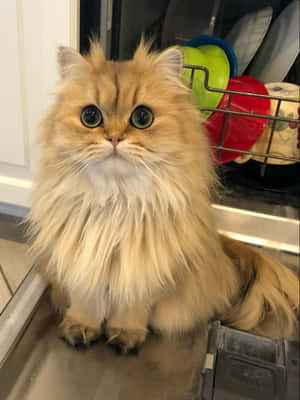 Fotos de gato persa — Gato Fondos de pantalla