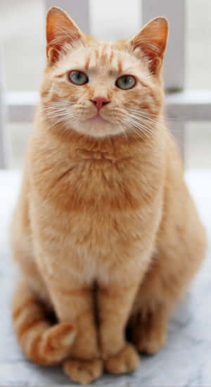 Fotos de gato naranja — Gato Lindo Fondos de pantalla
