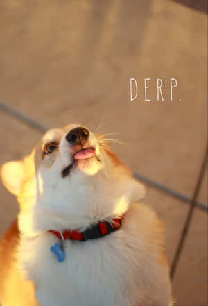 Fotos divertidas de Corgi